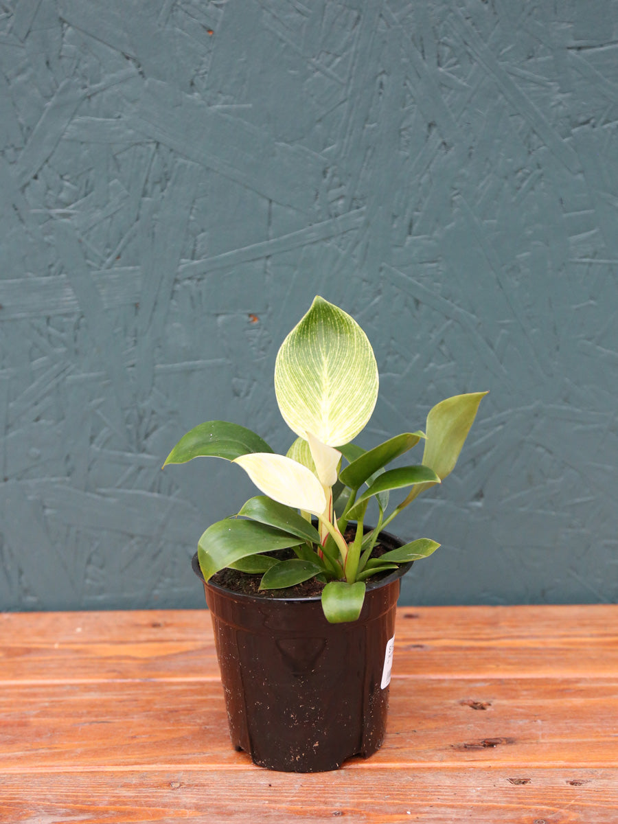 Philodendron Birkin 6"